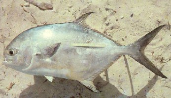 14.jpg (26908 bytes)