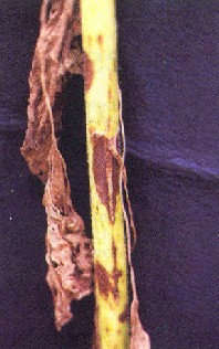 24a.jpg (25659 bytes)