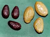 cacao5.jpg (3519 bytes)