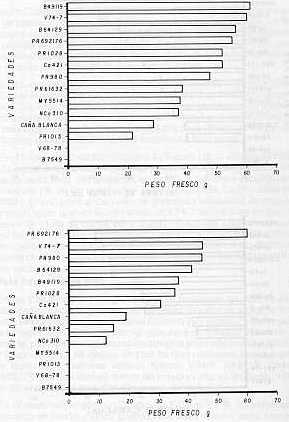 Figura 2.Peso fresco en 14 variedades de caa de azcar, en dos suelos afectados por sales: a) Suelo salino finca Buena Vista; b) Suelo salino-sdico finca Guacabra.