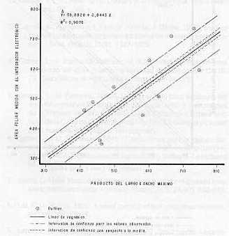 Figura1.Relacin entre el rea foliar real en cm2 (Integrador electrnico) y el producto entre largo por el ancho mximo en cm2 sealando los "Outliers" (Y= 59,8828 + 0,844 x) en plantas de caa de azcar C. 323-68.