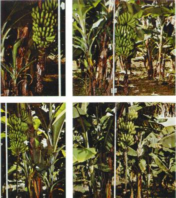 Figura 1. Cultivares del sub-grupo Cavendish. Arriba, der.: 'Pineo gigante'. Plantas semienanas, las brcteas masculinas son semipersistentes. Arriba, izq.: 'Pineo enano'. Plantas enanas con brcteas masculinas persistentes en todo el rquis. Abajo, izq.: 'Martinico pineo'. Plantas de mediana estatura y brcteas masculinas deciduas. Abajo, der.: 'Martinico'. Plantas altas con brcteas masculinas deciduas.