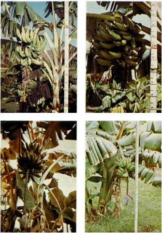 Figura 2. Arriba, izq.: Pltano 'Hartn de vega'. Plantas altas con el eje masculino de la inflorescencia ausente. Arriba, der.: Pltano 'Hartn semienano' ('fontana'), eje de la inflorescencia ausente. Abajo, izq.: 'Topocho corriente'. Ntese que son plantas altas. Abajo, der.: 'Topocho enano'. Plantas de baja estatura.