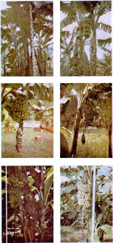 Figura 1. Arriba, izq.: Cambur 'Titiaro'. Arriba, der.: Cambur 'Cuyaco'. Centro izq.: Cambur 'Pineo enano'. Centro, der.: Cambur 'Pireo gigante'. Abajo, izq.: Cambur 'Pineo martinico'. Abajo, der.: Cambur 'Valery'.