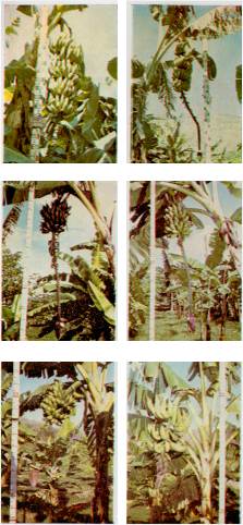 Figura 2. Arriba, izq.: Cambur 'Cuyaco Pineo'. Arriba, der.: Cambur 'Martinico' ('Lacatan'). Centro izq.: Cambur 'Morado'. Centro, der.: Cambur 'Morado verde' o 'Injerto'. Abajo, izq.: Cambur 'Criollo' o 'Negro'. Abajo, der.: 'Pltano Harton'.