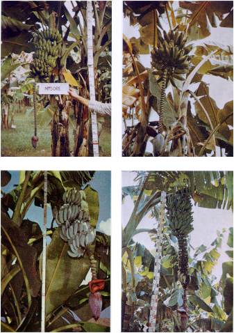 Figura 4. Arriba, izq.: 'Mysore'. Arriba, der: 'Topocho verde'. Abajo, izq.: 'Ice Cream'. Abajo. der: 'Topocho Pelipita'.