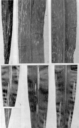 Fig. 1. Sntomas de helmintosporiosis en hojas de maz, causados por Helminthosporium turcicum (abajo) y H. maydis (arriba).