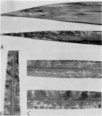 Fig. 2. Hojas de maz con manchas por Helmintosporiosis: A: por Helminthosporium turcicum (arriba) y H. maydis (abajo). B y C: Hojas de plntulas de maz 10 das despus de haber sido inoculadas con H. maydis.