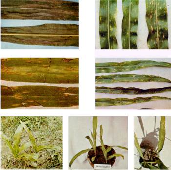 Fig. 3. Hojas de maz con sntomas de tizn por Helminthosporium turcicum (arriba, izquierda) y H. maydis (las restantes). Abajo (derecha y centro): plntulas de maz, 10 das despus de haber sido inoculadas con H. maydis.