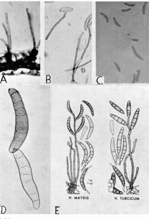 Fig. 5. Microfotografas de Helminthosporium maydis (A y B: conidiforos. C y D: conidios (A.B.C. = 100 x; D = 400 X). E: conidiforos y conidios de los dos hongos (segn LUTTREL E.S., 1964).