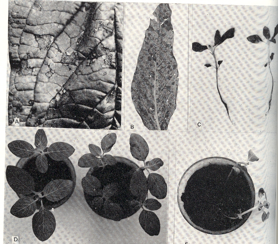 Fig. 1. Alternaria en ajonjol: A-B: manchas en hojas, infectadas naturalmente; D: manchas en hojas de plntulas inoculadas; C-E: quemazn del follaje y hojas cotiledonares y necrosis del tallo en plntulas inoculadas. 