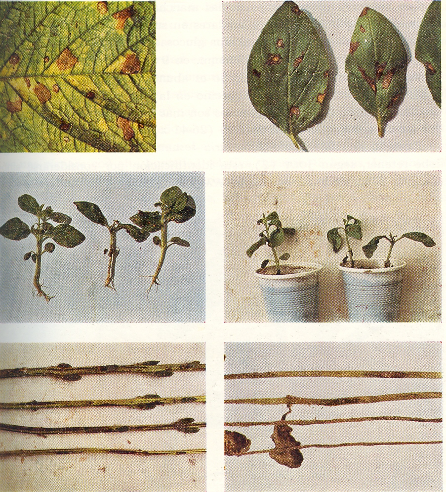 Fig. 2. Alternaria en ajonjol: arriba, izq., hoja con infeccin natural; der., hojas de plntulas inoculadas; centro, plntulas inoculadas (ntese la quemazn de las hojas, pecolos, pices y estras en el tallo); abajo, izq., plantas adultas con detalle de las estras necrticas del tallo. der., tizn de plntulas;