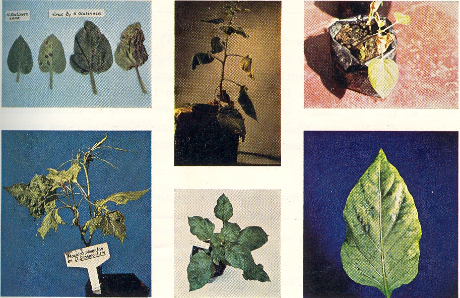Fig. 1.&nbsp; arriba:&nbsp; izq.: lesiones locales por TMV-a en Nicotiana alutinosa. centro: necrosis sist�mica por TMV-b en N. alutinosa. der.: necrosis sist�mica por TMV-c en Datura metal.&nbsp;abajo: izq.: s�ntomas del TEV sobre D. stramonium. centro: s�ntomas severos del complejo TMV + PVY en piment�n. der.: s�ntomas del PVY sobre piment�n. 