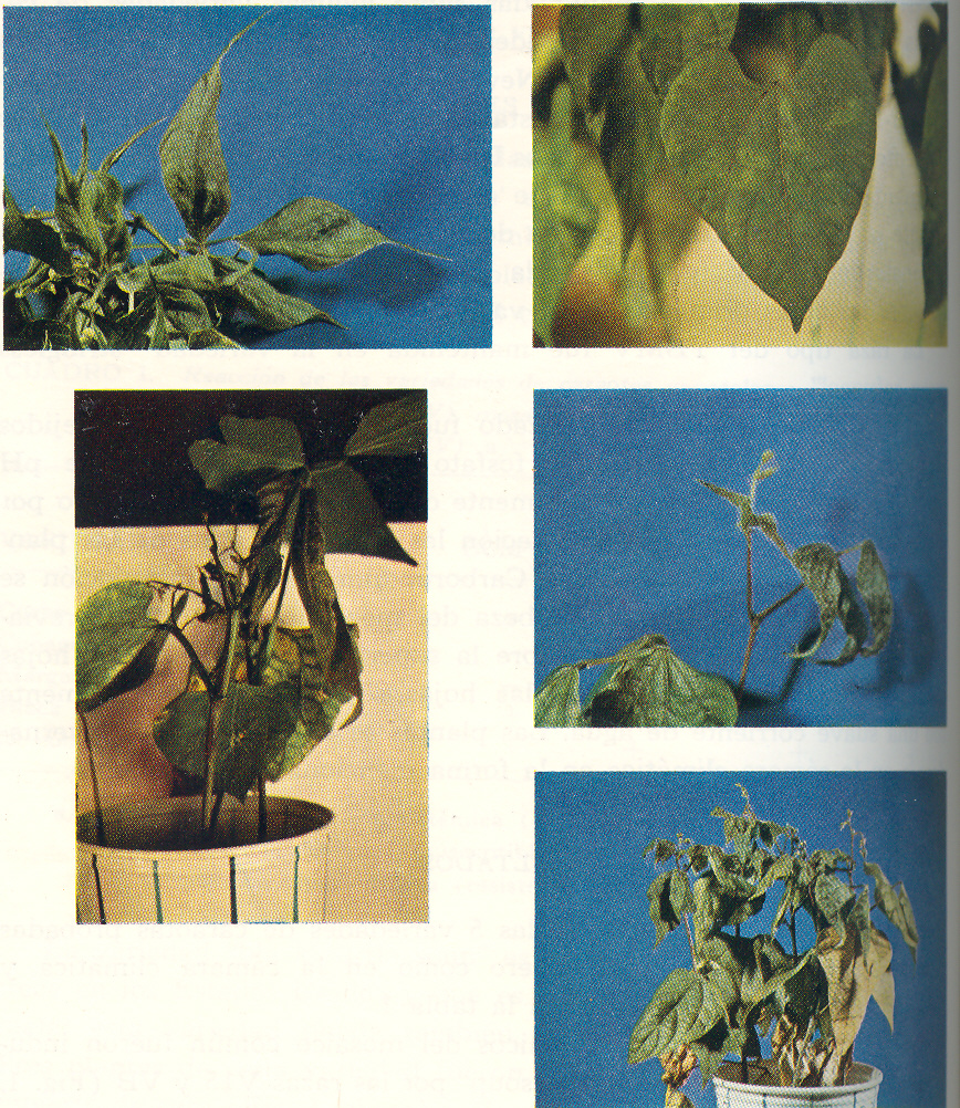 Figura 1. arriba, izq.: Sntomas sistmicos del mosaico comn de la caraota (raza VB) en hojas trifoliadas de la variedad "black turtle soup". der.: Reaccin hipersensitiva (resistente) de la variedad "margarita" al mosaico comn de la caraota (raza VB). Note las pequeas lesiones locales y la necrosis de algunas venas en hojas primarias. abajo: Reaccin hipersensitiva (resistente) de la variedad "coche" al mosaico comn de la caraota (raza VB). Note la extensin de la necrosis de las hojas, pecolos y tallo. centro, der.: Sntomas sistmicos del mosaico sureo de la caraota (SBMV), en hojas trifoliadas de la variedad "margarita". izq.: Sntomas sistmicos del mosaico amarillo de la caraota (YBMV) en hojas de la variedad "margarita". Note el severo enanismo de la planta.