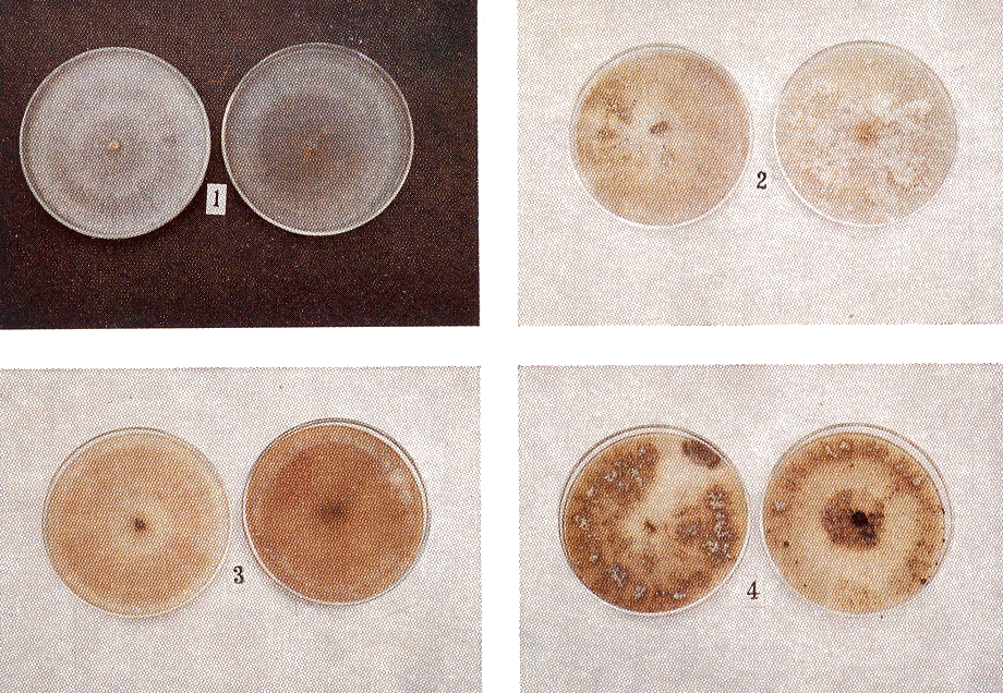 Fig. 1. Los cuatro grupos sub-espec�ficos de Rhizoctonia solani que demostraron mayor frecuencia de aislamiento.