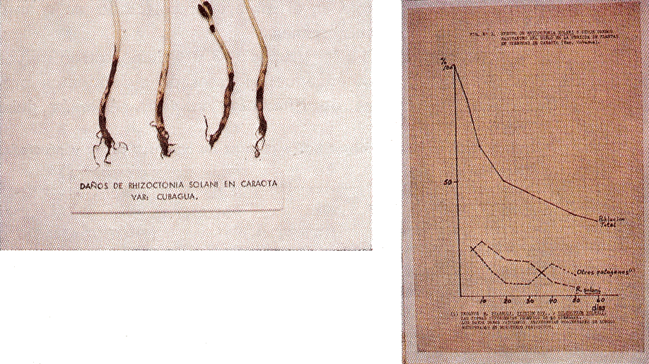 Fig. 2. Rhizoctonia solani en caraota: