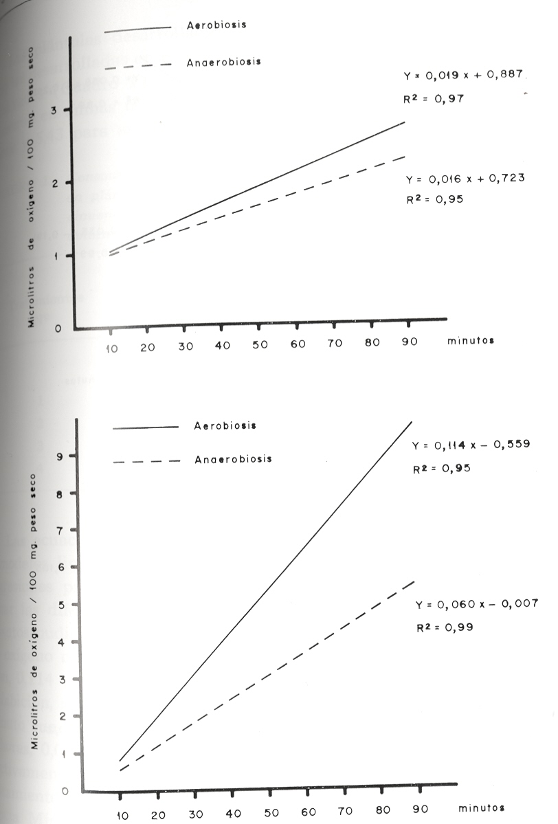 Figura 1. Consumo de ox�geno (1./100 mg. peso seco) en relaci�n al tiempo para pl�ntulas de arroz unidas al grano desarrolladas en aerobiosis y en anaerobiosis. 