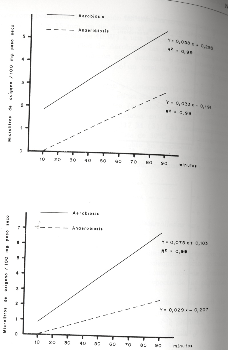 Figura 2. Consumo de ox�geno (� 1./100 mg. peso seco) en relaci�n al tiempo para pl�ntulas de arroz unidas al grano desarrolladas en aerobiosis y anaerobiosis:�  arriba, despu�s de 10 horas de imbibici�n� Abajo, despu�s de 24 horas de imbibici�n