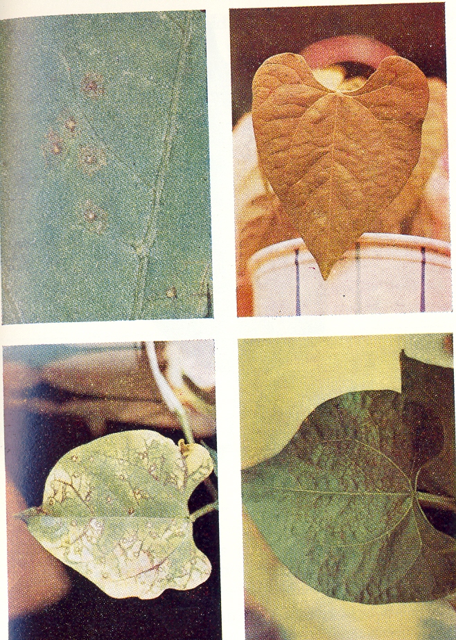 Figura 1. arriba izquierda; lesiones en forma de anillo (ringspot) sobre la hoja primaria de la variedad 'monroe' 9 días después de inoculado con BCMV1 abajo izquierda: necrosis de las venas sobre la hoja primaria de la variedad 'Great Northern UI-31'; 7 días después de inoculada con BCMV1 a 28ºC y luz continua