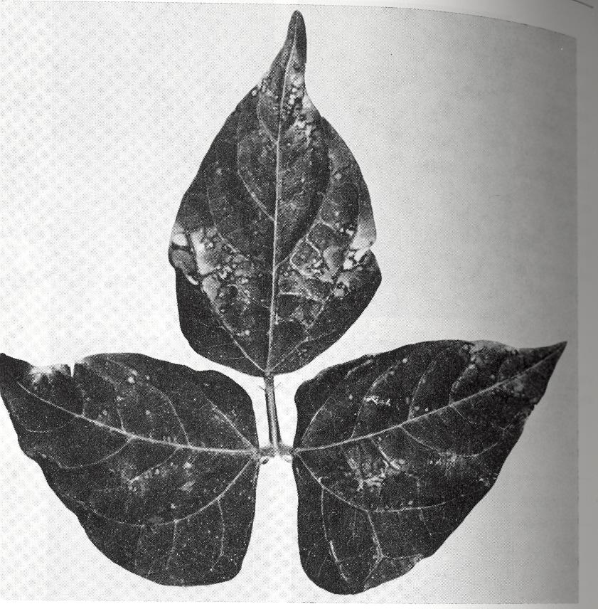 Figura 2. Lesiones sobre hoja trifoliada de la variedad 'monroe' al ser inoculada con BCMV15 n condiciones de invernadero