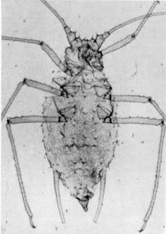 Fig. 1. Chaetosiphon (Pentatrichopus) thomasi HRL