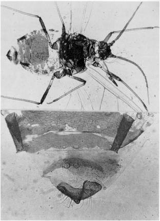 Fig. 2. arriba: Disaphis apiifolia (Theobald). abajo: detalle de la cauda y tubrculos dorsales.
