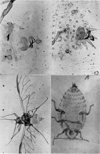 Fig. 3. Lizerius (Lizerius) tuberculatus (Blanchard): arriba, izq.: alado. arriba, der.: detalle de la cauda y los cornculos del mismo. abajo, izq.: ptero. abajo, der.: detalle de los tubrculos, cauda y cornculos del mismo. 