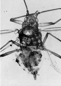 Fig. 4. Lizerius (Paralizerius) cermelii Quednau. Alado.