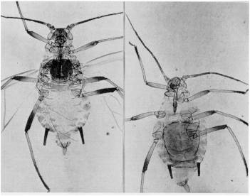 Fig. 6. Macrosiphum (Sitobium) pauliani Remaudiere: izq.: alado. der.: ptero.