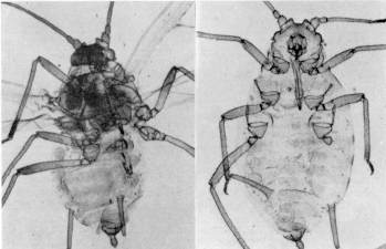 Fig. 7. Myzus hernerocallis Takahashi: izq.: alado. der.: ptero.