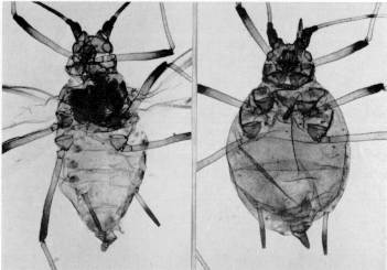 Fig. 8. Picturaphis vignaphila Blanchand: izq.: alado. der.: ptero.
