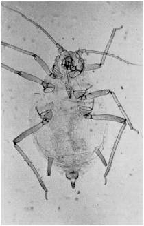 Fig. 9. Rhopalosiphum padi (Linnaeus). Aptero.