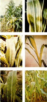 Fig. 1. Enfermedades del maz causadas por virus. arriba, izq.: Planta mostrando el tpico enanismo producido por el VMM, en contraste con una planta sana. der.: Hoja mostrando los sntomas del VMM-RF. centro, izq.: Hoja mostrando los sntomas del VMM-RG. der.: Sntomas del virus hoja blanca del maz. Se puede observar la banda blanda a todo lo largo de las hojas. abajo, izq.: hoja mostrando los sntomas del VMC. Se observa el contraste de verdes claros y oscuros der.: Planta mostrando los sntomas del "achaparramiento del maiz".