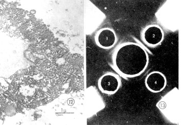Fig. 3. Enfermedades del maz causadas por virus. (12) Corte de una clula de maz infectada con el VMM. Se puede observar gran cantidad de partculas virales en el citoplasma. De acuerdo a su posicin stas fueron cortadas longitudinal u horizontal mente . El ncleo se encuentra libre de partculas virales. (13) Reaccin serolgica por el mtodo de Ouchterlony. Los huecos 1 y 4 se llenaron con jugo de planta de maz enferma con VMM-RF. Los nmeros 2 y 3 con VMM-RG. En el hueco del centro se coloc antisuero contra VMM-FR ( Ver texto).