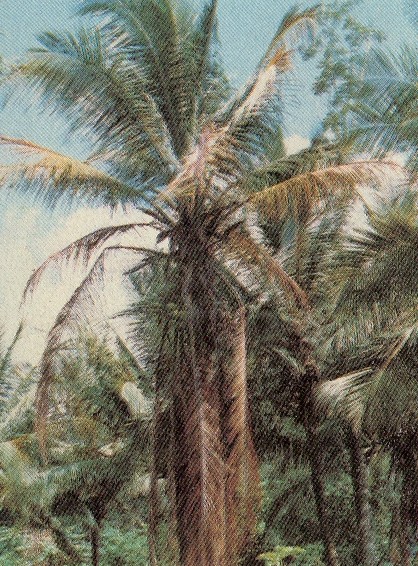 Fig. 1. Planta de cocotero afectada por machitez, mostrando amarillamiento de las hojas inferiores; obsrvese las hojas ms viejas de color marrn caf que se quiebran arropando el estpite.