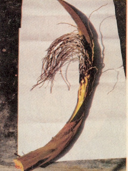 Fig. 2. Inflorescencia recin abierta con necrosamiento en la parte apical de los raquidios y cada total de las flores.
