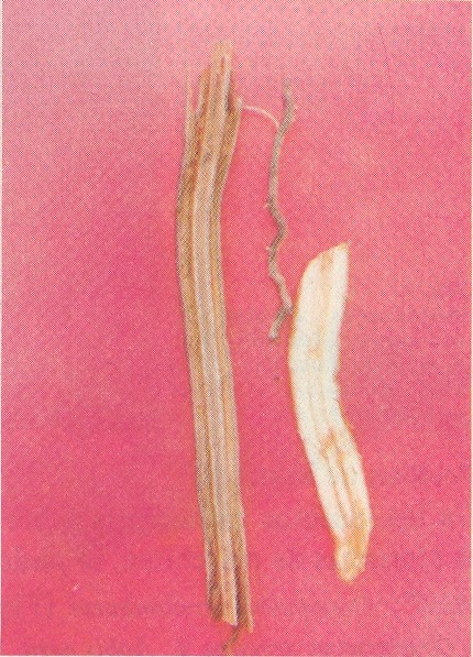 Fig. 4. Izquierda, races necrticas de cocotero atacado por la enfermedad. A la derecha del color de la raz de cocotero sana.