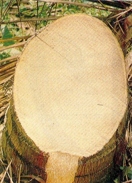 Fig. 5. El corte transversal del estpite de un cocotero afectado por marchitez, no se observa anilla ni decoloracin aparente. 