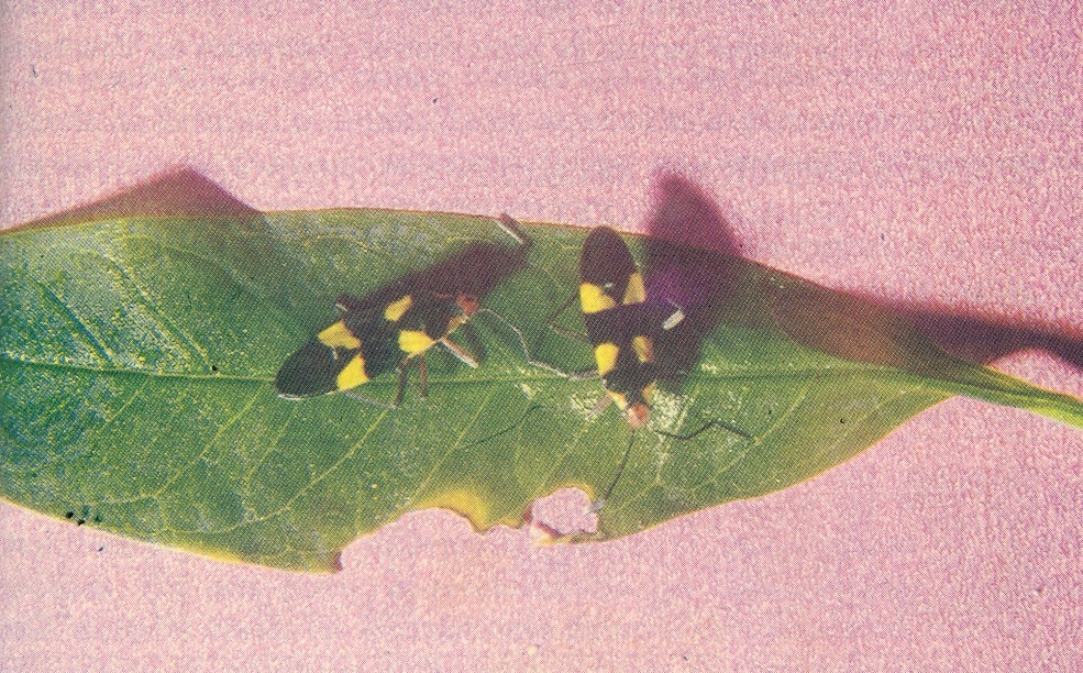 Fig. 9. Adultos de Oncopeltus spp, Hemiptero que est generalmente infectado con protozoarios.