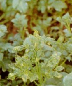 Fig. 1. Planta de papa 'Sebago' infectada en el campo con el VMAT, mostrando mosaico amarillo V deformaci�n del follaje,