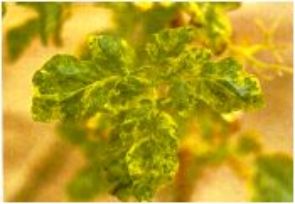 Fig. 2. Follaje de papa 'Sebago' sembrada en el invernadero a partir del tub�rculo infectado con el VMAT, exhibiendo los sintamos de mosaico amarillo o dorado V deformaci�n t�picos de la virosis.