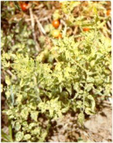 Fig, 3, Planta silvestre de Lycopersicon esculentum var. Cerasiforme exhibiendo s�ntomas de mosaico amarillo y deformaci�n provocados por el VMTA �