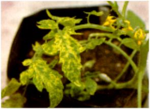 Fig. 4. Tomate 'Marglobe' injertado con material de papa infectado con el VMAT, mostrando la sintomatologia t�pica de ese virus.
