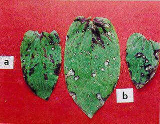 Fig. 1. Hojas de zinnias con manchas foliares ocasionados por a) Alternaria zinniae y b) Cercospora zinniae