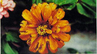 Fig. 2. P�talos de la flor de zinnia con sintomas producidos por Alternaria zinniae.