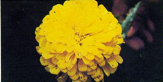 Fig. 3. Flor de zinnia con manchas en los p�talos ocasionados por Cercospora zinniae