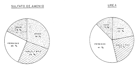 Fig. 3. Balance de nitr�geno en arroz bajo riego integral (Experimento 2) utilizando sulfato de amonio y urea marcados con 15N (las cifras se refieren al porcentaje de N aplicado)