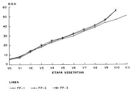 Fig. 1. Desarrollo vegetativo en el tiempo de tres lineas de soya bajo condiciones de reigo de suelo de sabana