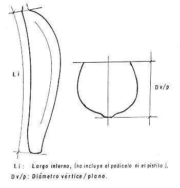 Fig. 1.Representaci�n esquem�tica del largo interno y del di�metro en el fruto de `Pl�tano Hart�n Enano'.