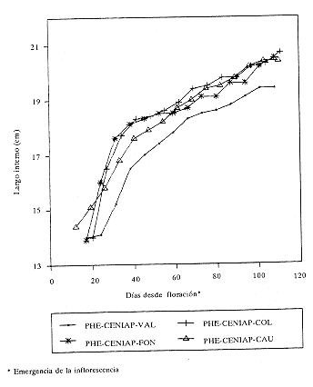 Fig. 2. Largo interno del fruto de `Pl�tano Hart�n Enano' en relaci�n con los d�as transcurridos desde la floraci�n. Segunda mano.